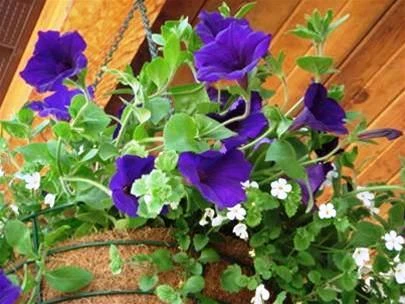 Ngã tư & giàn hoa tím